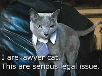 cat lawyer